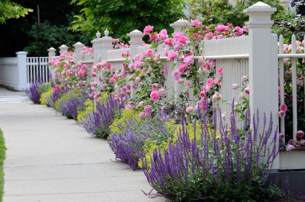 Garden Handyman Service in Westfield