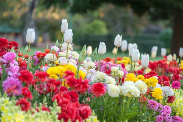 Gardening Service in Westfield
