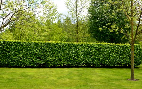 Hedge Planting in Westfield