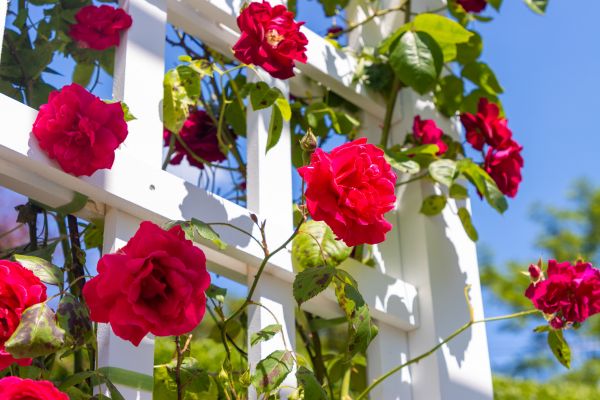 Home Gardening Service in Westfield