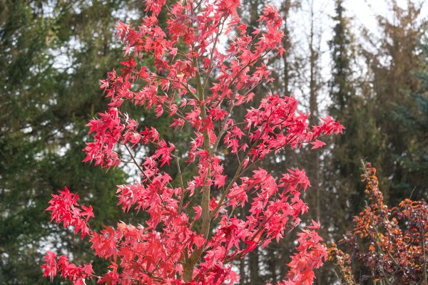 Japanese Maple Planting in Westfield