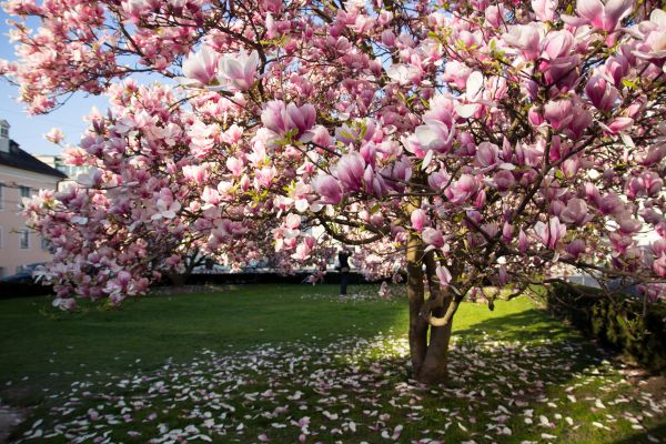 Magnolia Tree Planting in Westfield