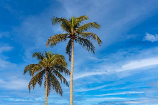 Palm Tree Planting in Westfield