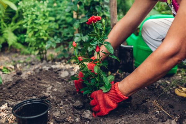Planting Service in Westfield
