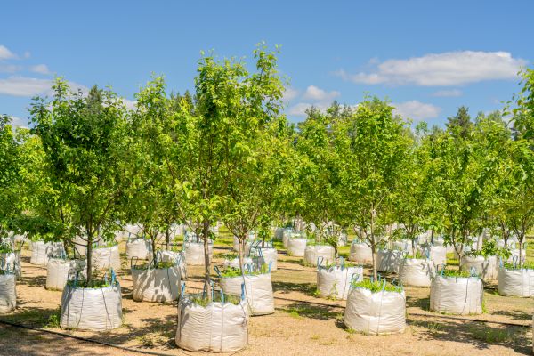 Tree Planting Service in Westfield