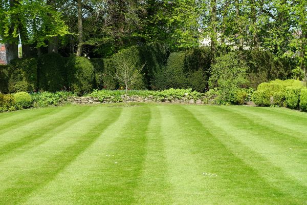 Lawn Renovation in Westfield
