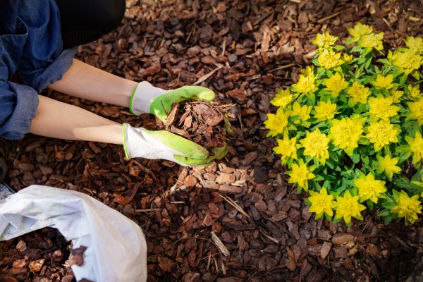 Pine Bark Mulch Installation in Westfield