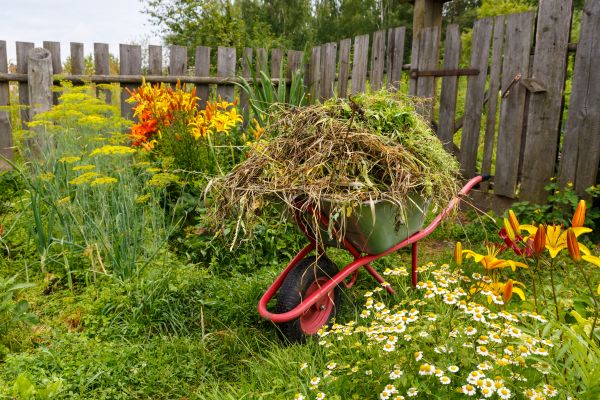 Garden Cleanup Service in Westfield