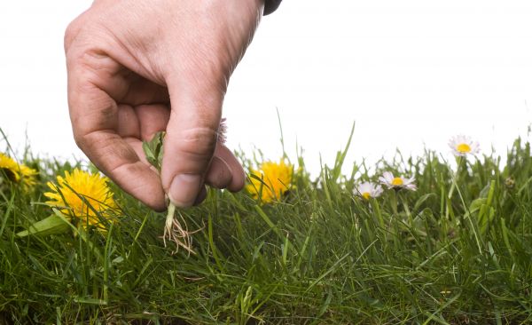 Lawn Weeding in Westfield