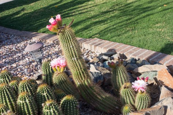 Desert Landscaping in Westfield