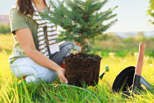 Spruce Tree Planting in Westfield