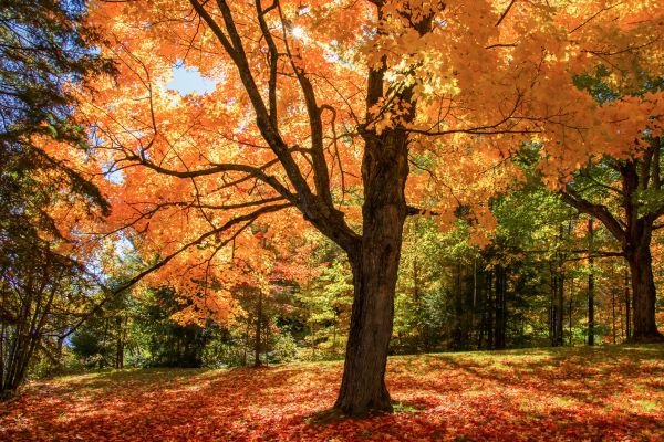 Maple Tree Planting in Westfield