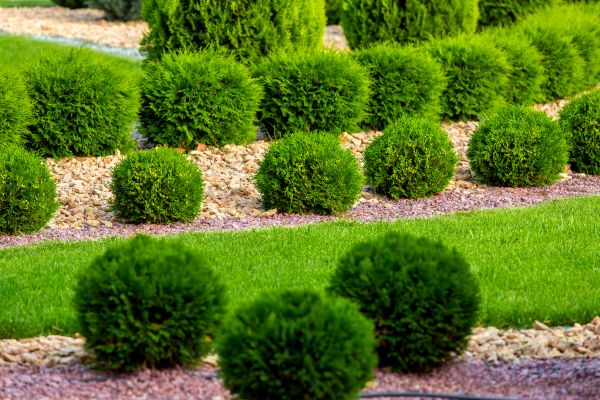 Bush Installation in Westfield
