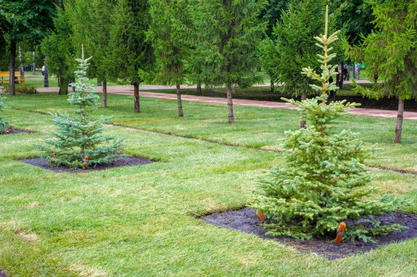 Privacy Trees Planting in Westfield