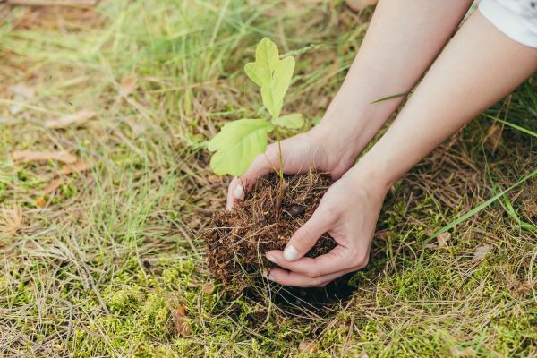 Oak Tree Planting in Westfield