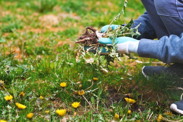 Flower Bed Clearing in Westfield
