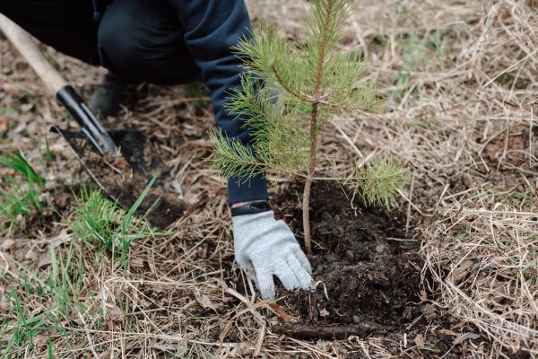 Pine Tree Planting in Westfield