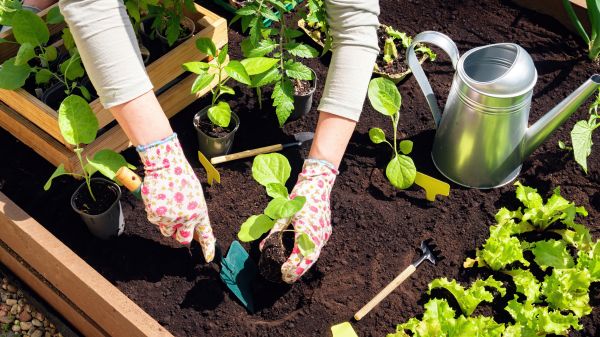 Garden Bed Installation in Westfield