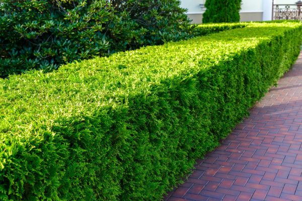 Hedge Installation in Westfield