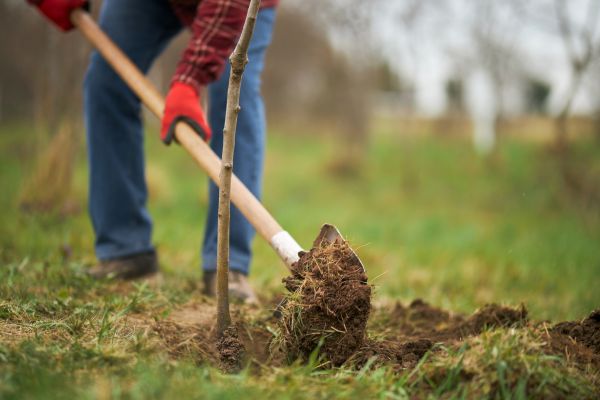 Trees Planting in Westfield