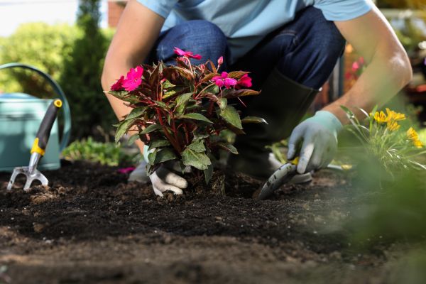 Plant Replacement in Westfield