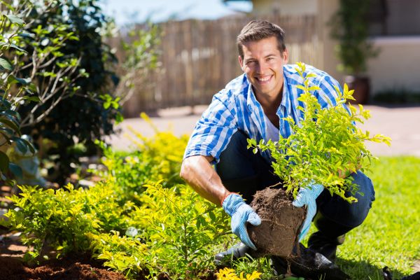 Shrub Landscaping in Westfield