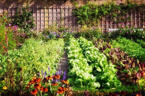 Garden Planting Service in Westfield