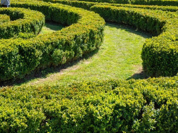 Bush Landscaping in Westfield