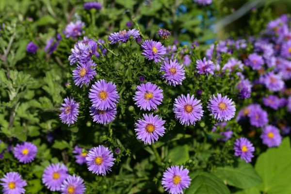 Perennial Flower Planting in Westfield