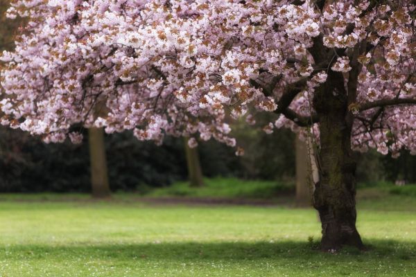 Cherry Tree Planting in Westfield