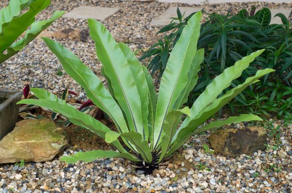 Pea Gravel Installation in Westfield