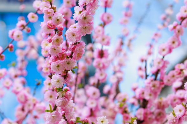 Japanese Cherry Tree Planting in Westfield