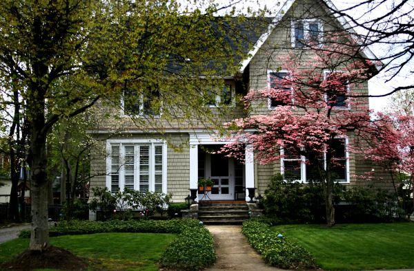 Ornamental Tree Planting in Westfield
