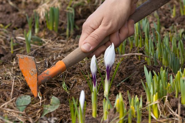 Flower Garden Weeding in Westfield