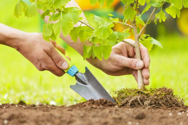 Fruit Tree Planting in Westfield