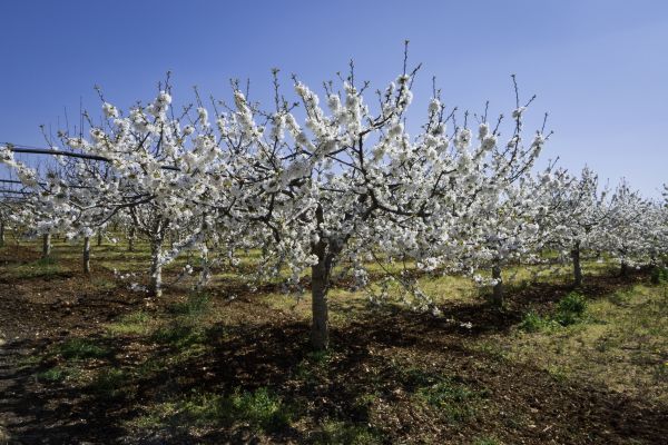 Orchard Planting in Westfield