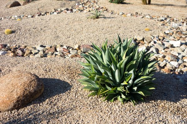 Xeriscaping Service in Westfield
