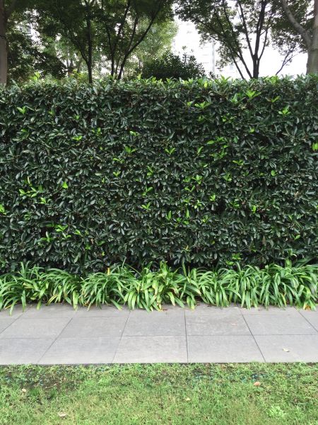 Privacy Shrub Planting in Westfield