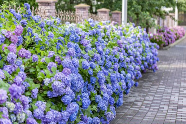 Hydrangea Landscaping in Westfield
