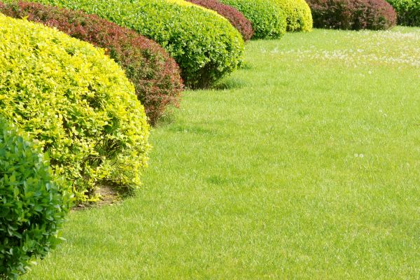 Shrubbery Planting in Westfield