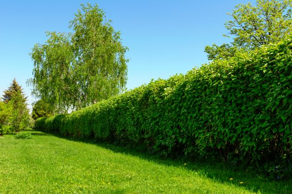Hedge Replacement in Westfield