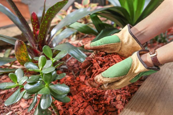 Cedar Mulch Installation in Westfield