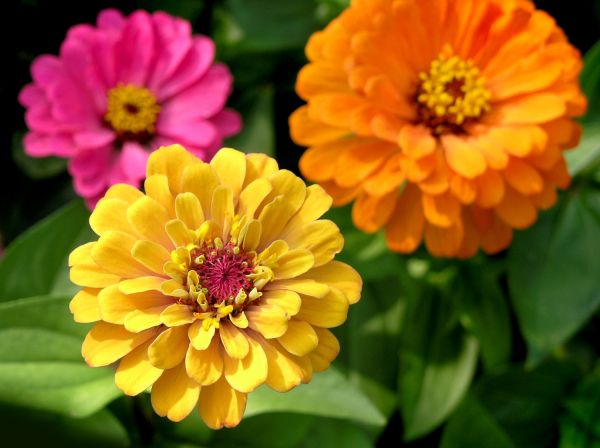 Zinnia Planting in Westfield