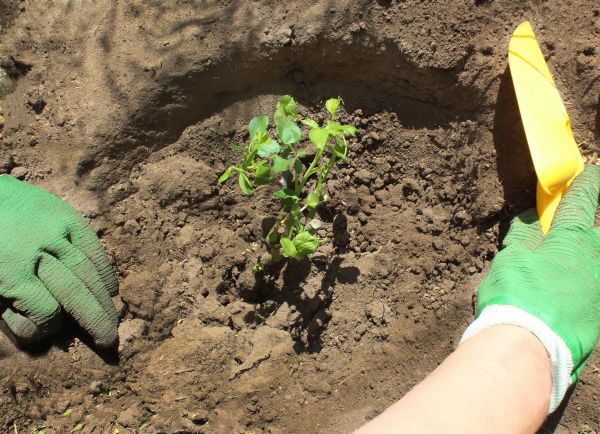 Rose Bush Planting in Westfield