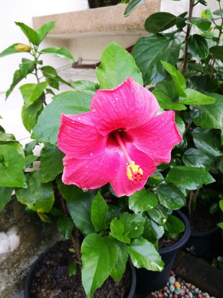 Hibiscus Planting in Westfield