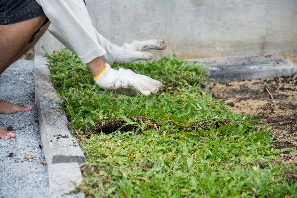Ground Cover Planting in Westfield