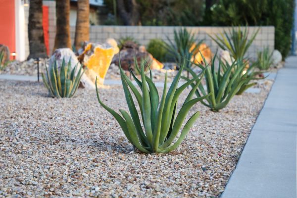 Drought Resistant Landscaping in Westfield