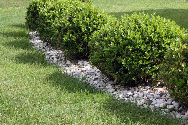 Boxwood Planting in Westfield
