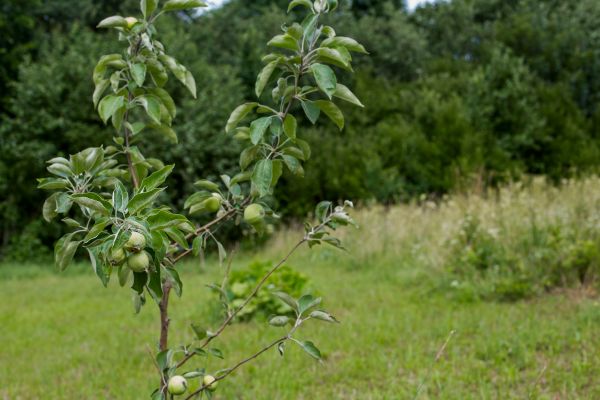 Apple Tree Planting in Westfield