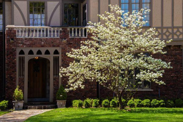 Dogwood Tree Planting in Westfield
